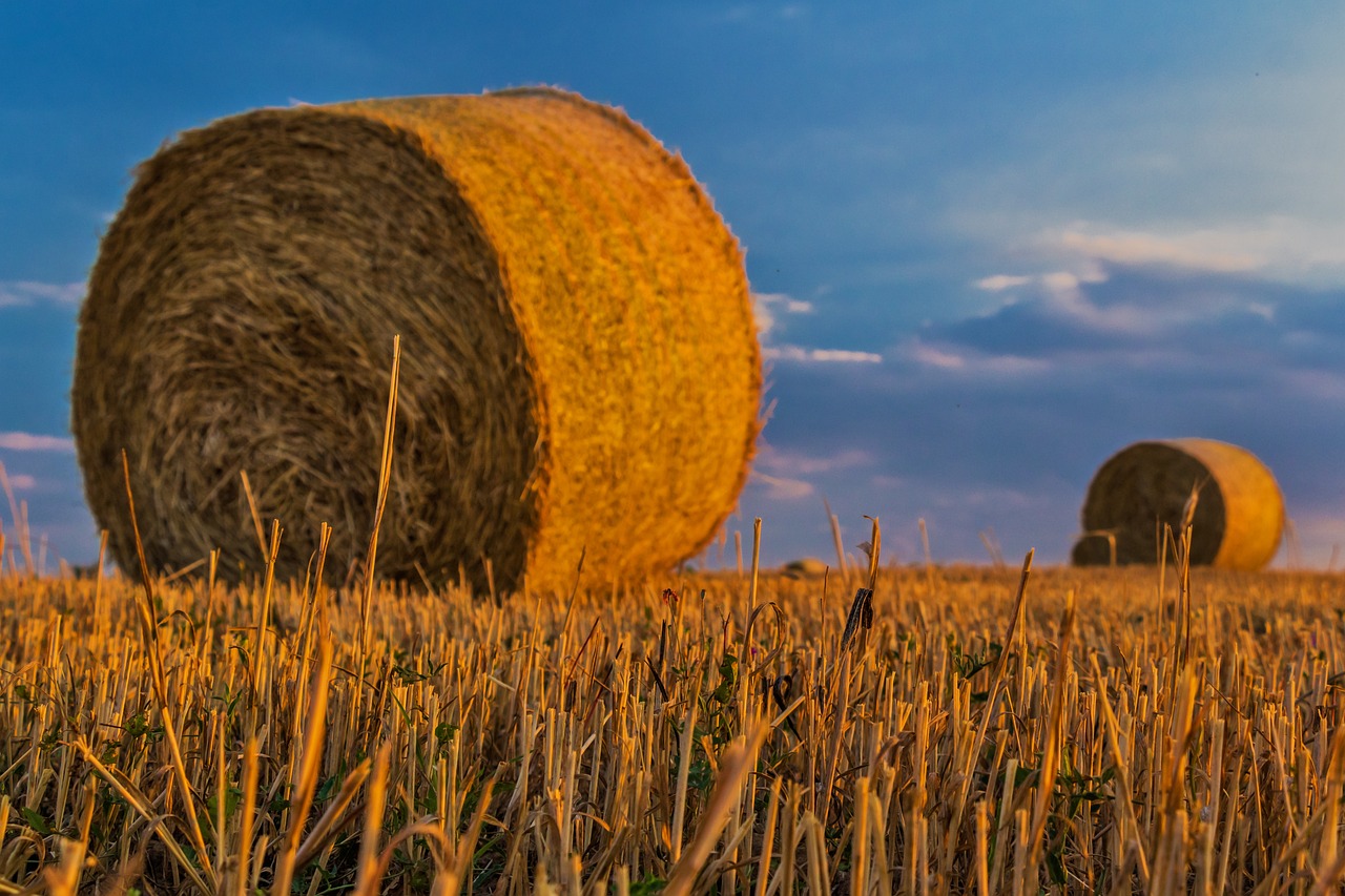 How to Reduce Your Carbon Footprint at Home